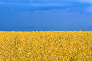 Украинцы и украинский язык